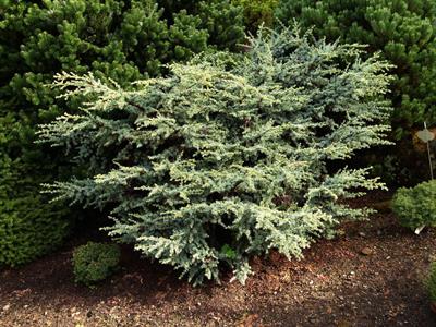 Cedrus atlantica